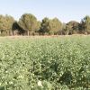Precio del garbanzo pedrosillano en las lonjas