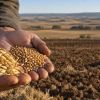 Precio del cereal a finales de septiembre 2026: la cebada y el trigo suben en las cuatro lonjas