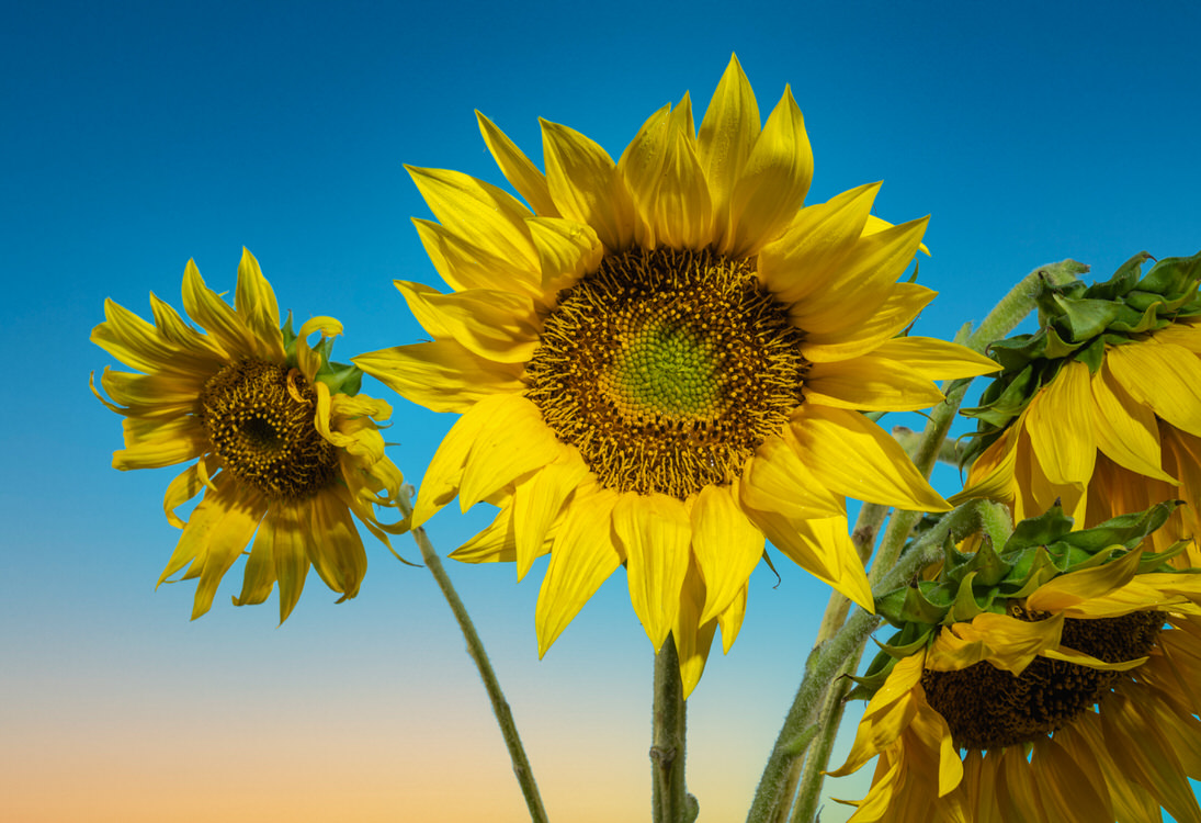 Semillas de Girasol