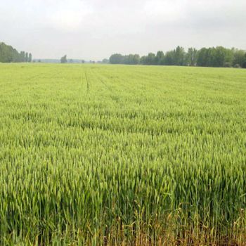 trigo-campesino