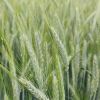 Campo de triticale Elicsir en espigado en Castilla y León