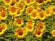 Girasol Peredovick