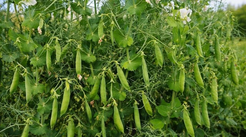 Guisante RGT Astronaute: rendimiento y cultivo