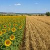 Campo de girasol y cereal en Castilla y León durante la campaña de primavera