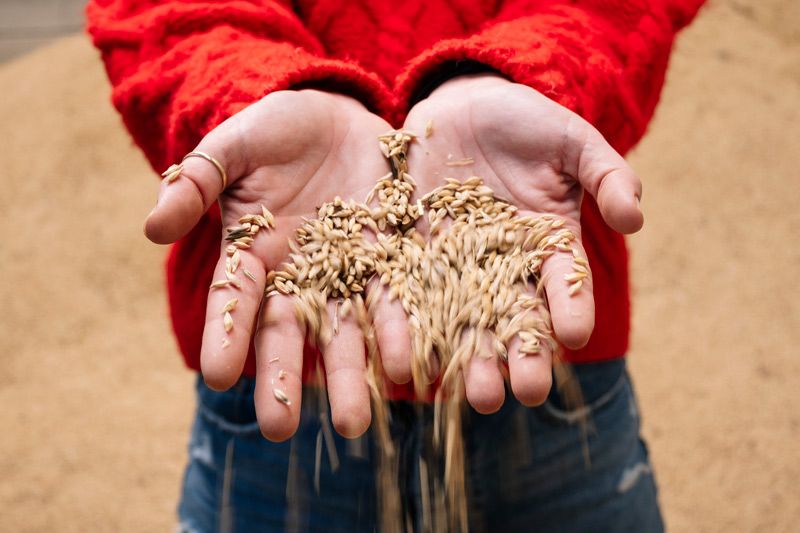 Cereales de invierno: selección de variedades mejoradas