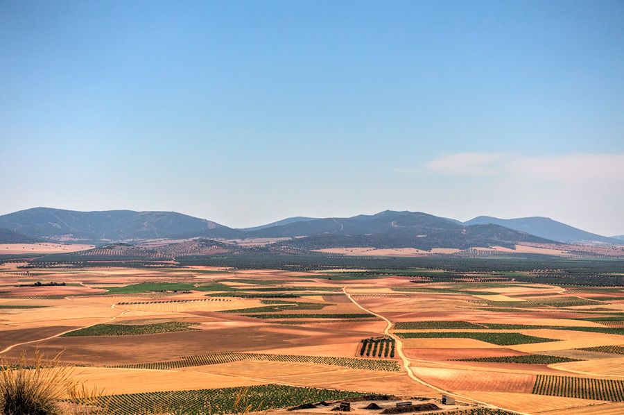 Selección varietal en cereales: criterios agronómicos y rentabilidad