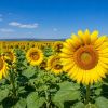 Campo de girasol Peredovick en floración en Castilla y León