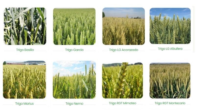 Trigo más productivo: variedades recomendadas 2026