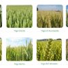 Trigo más productivo: variedades recomendadas 2026