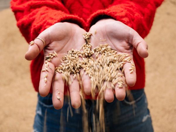 Cereales de invierno: selección de variedades mejoradas