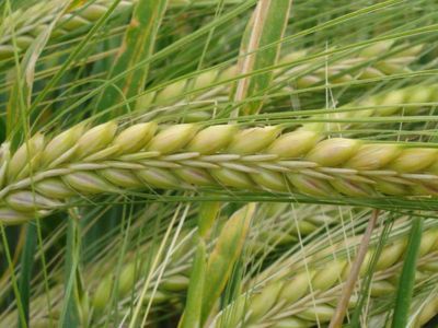 ¿Sabias que la cebada está reconocido como el cereal de más antigüedad en el empleo culinario?