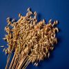 Unos tallos de avena maduros sobre un fondo azul