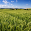 Campo de cereal en espigado durante mayo en Castilla y León